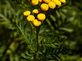 Tanacetum vulgare IMG_4818 Wrotycz pospolita